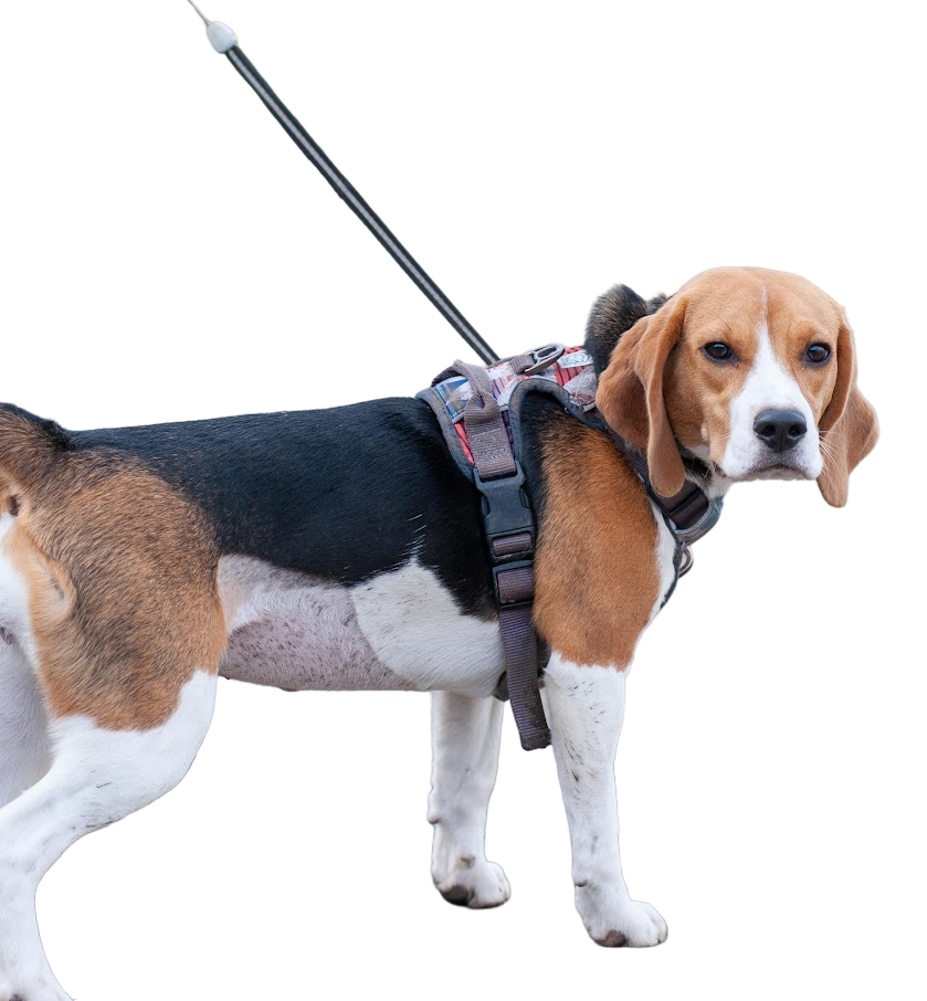 Harnesses & Leashes