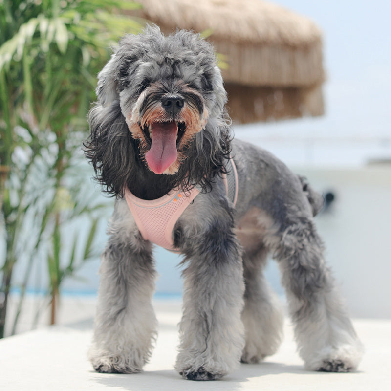 Breathable Mesh Pet Harness